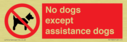 no-dogs-except-assistance-dogs~